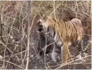 टाइगर बना ‘महुआ चोर’, साहब बने ‘मूकदर्शक’: बांधवगढ़ में सुरक्षा के नाम पर बड़ा ‘सर्कस’!