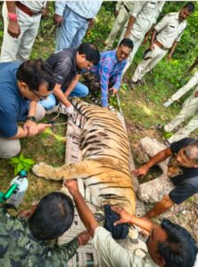 आखि़र कालर की बाघिन का हुआ सफल रेस्क्यू